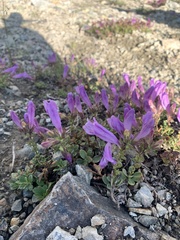 Penstemon davidsonii davidsonii