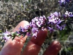 Amphithalea violacea