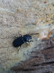 Platycerus oregonensis