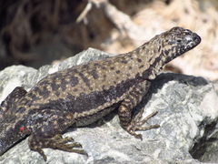 Microlophus atacamensis