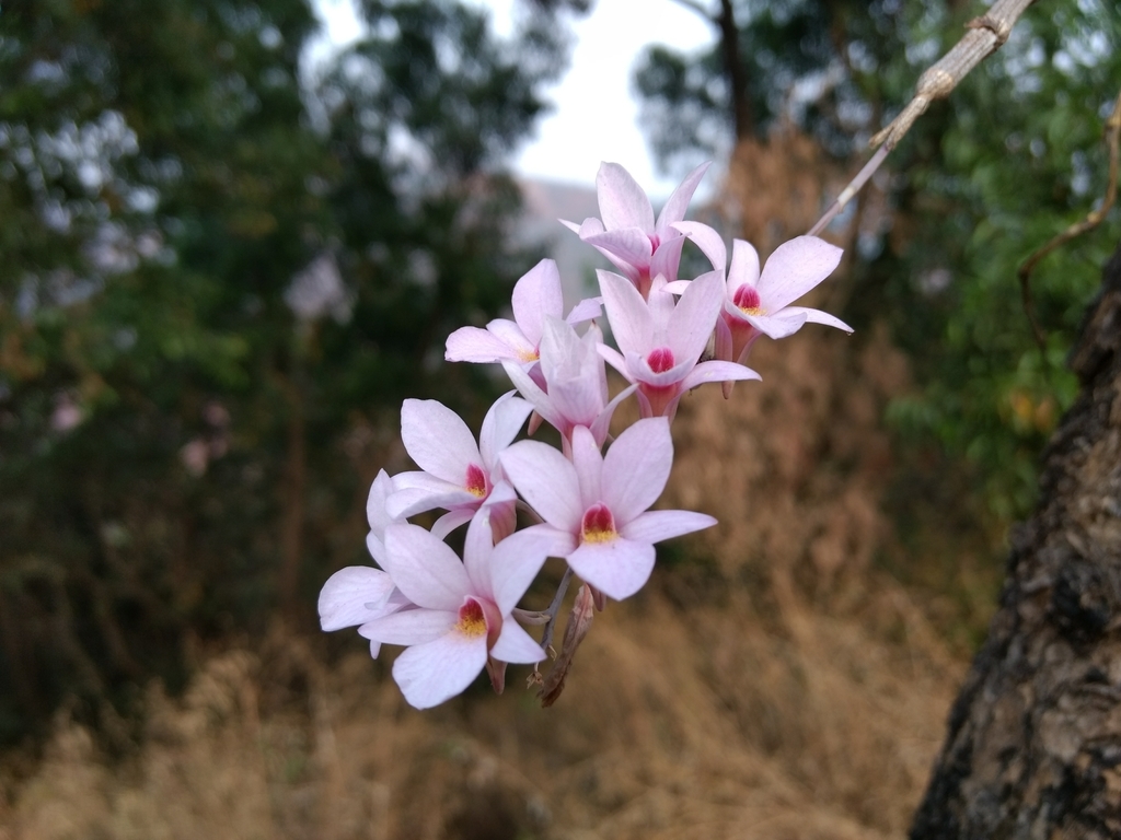 Dendrobieae