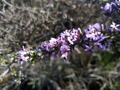 Amphithalea violacea