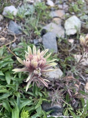 Castilleja nana