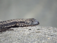 Microlophus atacamensis