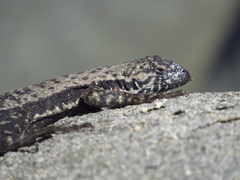 Microlophus atacamensis