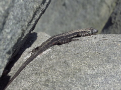 Microlophus atacamensis