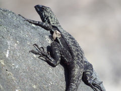 Microlophus atacamensis