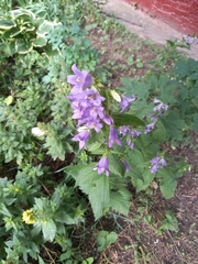 Campanula trachelium