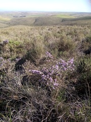 Amphithalea violacea