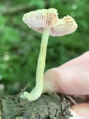 Pluteus hispidulus