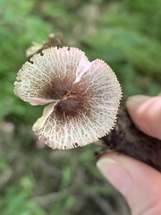 Pluteus hispidulus