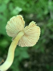 Pluteus hispidulus