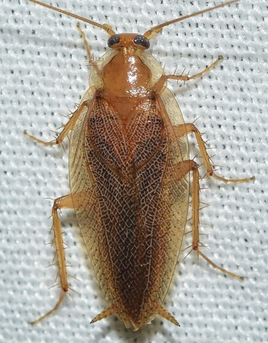 Tawny Cockroach Ectobius Pallidus INaturalist