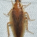 Tawny Cockroach - Photo (c) faluke, some rights reserved (CC BY-NC), uploaded by faluke