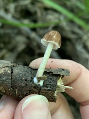 Pluteus hispidulus