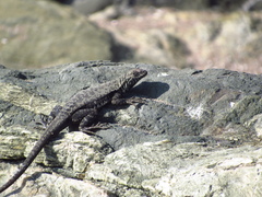 Microlophus atacamensis