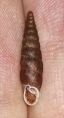 Macrogastra ventricosa