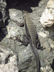 Microlophus atacamensis