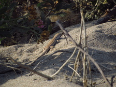 Liolaemus nigromaculatus