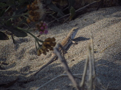 Liolaemus nigromaculatus