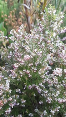 Erica ecklonii