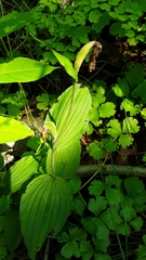 Cypripedium parviflorum