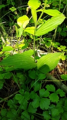 Cypripedium parviflorum
