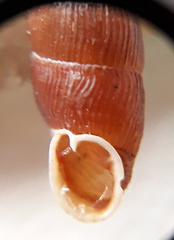 Macrogastra ventricosa