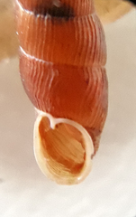 Macrogastra ventricosa