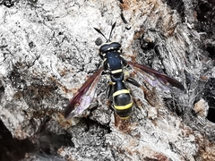 Sphiximorpha subsessilis