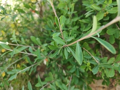 Lonicera pyrenaica