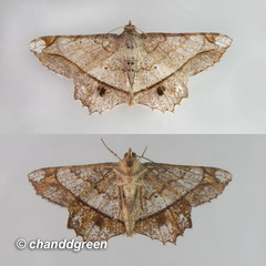 Chiasmia monticolaria