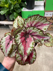 Begonia rex-cultorum