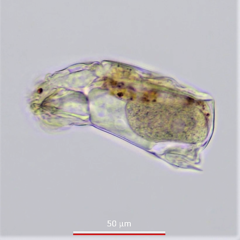 Cephalodella catellina