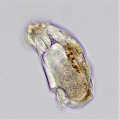 Cephalodella catellina