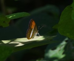 Adelpha cytherea
