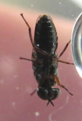 Scenopinus fenestralis