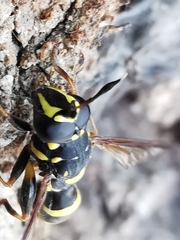 Sphiximorpha subsessilis