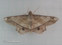 Chiasmia monticolaria