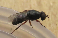 Scenopinus fenestralis