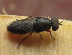 Scenopinus fenestralis