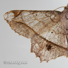 Chiasmia monticolaria