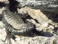 Microlophus atacamensis
