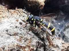 Sphiximorpha subsessilis