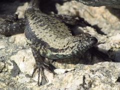 Microlophus atacamensis