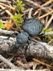 Cychrus tuberculatus