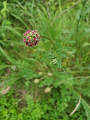 Sanguisorba minor