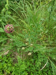 Sanguisorba minor