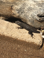 Sceloporus occidentalis
