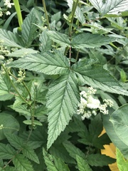 Filipendula ulmaria